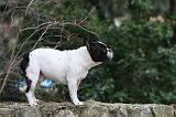 BOULEDOGUE FRANCAIS 1138
